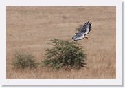 07IntoNgorongoro - 108 * Augur Buzzard.